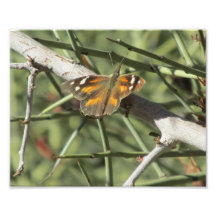 Snout Butterfly Art Photo