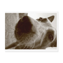 snout post cards