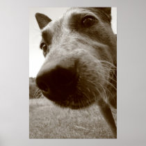 snout print