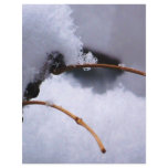SNOW 11 flyers