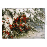 Snow and Berries card