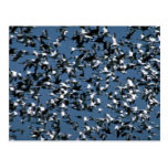 Snow and Blue Geese, huge gaggle in flight Post Card