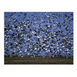 Snow and Blue Geese, huge gaggle in flight Post Card