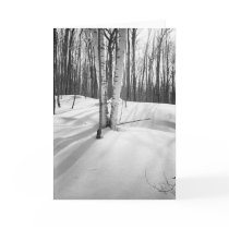 Snow and White Birches Cards