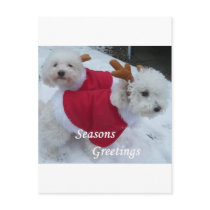 Snow Babys Post Card