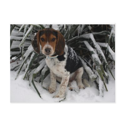 Snow Beagle - Cute Snoopy Snow Beagle - Cute Snoopy