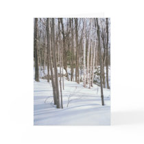Snow Birches Cards