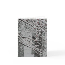 Snow Bird cards by pfdesign Snow Bird cards