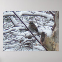 Snow Bird Poster Print posters