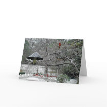 snow birds 5 cards