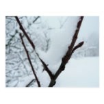 Snow Branch Post Card