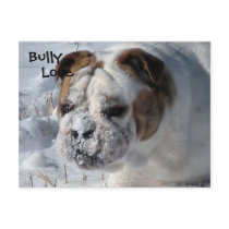 Snow Bully - English Bulldog Post Card