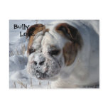 Snow Bully - English Bulldog Post Card