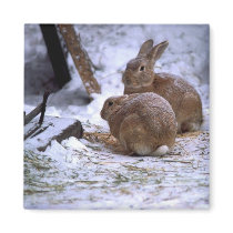 Snow bunnies magnets by Jeeee11 Snow bunnies magnets