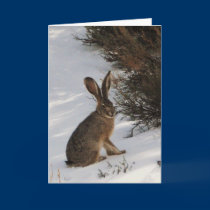 Snow Bunny cards by sumiko Snow Bunny cards