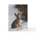 Snow Bunny cards