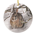 rabbits, bunnies, critter, critters, animals,