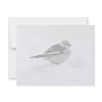 Snow Bunting Announcement