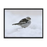 Snow Bunting Post Cards