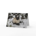 Snow Cat cards