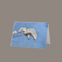 Snow Caterpillars cards