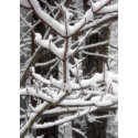 Snow-covered Branches
