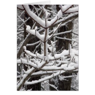 Snow-covered Branches
