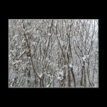 Snow Covered Branches Postcard