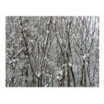 Snow Covered Branches Postcard
