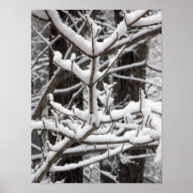 Snow-covered Branches Posters