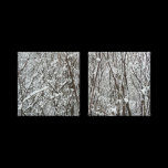 Snow Covered Branches Wrapped Canvas Stretched Canvas Print