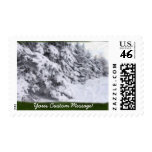 Snow-Covered Evergreen Trees