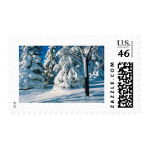 Snow Covered Evergreens