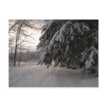 Snow Covered Hemlocks Postcards