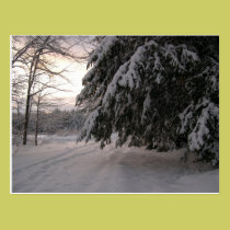 Snow Covered Hemlocks postcards