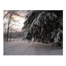 Snow Covered Hemlocks Postcards