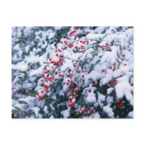 Snow Covered Holly Berries - Holiday Postcards