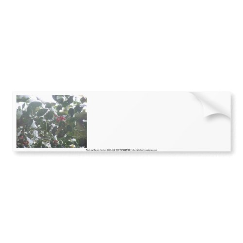 Snow Covered Holly bumpersticker
