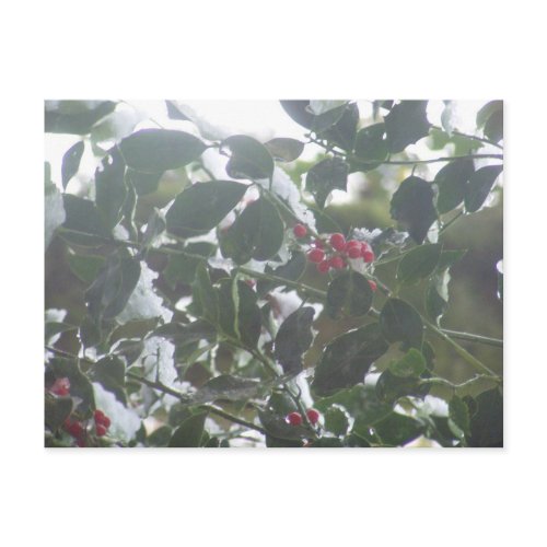 Snow Covered Holly postcard