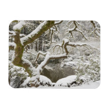 Snow-covered Japanese maple Rectangle Magnets