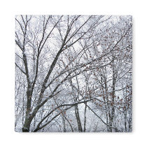 Snow-covered Oak Tree magnets