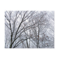 Snow-covered Oak Tree postcards