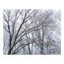 Snow-covered Oak Tree