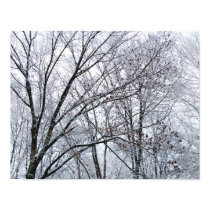 Snow-covered Oak Tree posters
