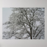 Snow Covered Oak Tree Poster