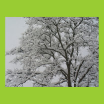 Snow Covered Oak Tree Poster posters