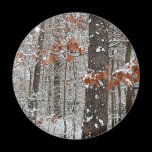 Snow Covered Oak Trees Magnet