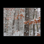 Snow Covered Oak Trees  Postcard
