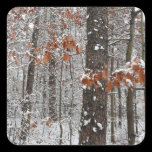 Snow Covered Oak Trees Square Sticker