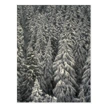 Snow-covered pine trees postcards